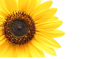 Flower Directory.us